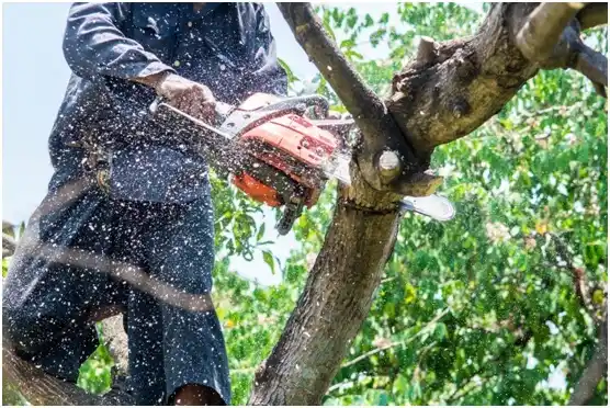 tree services Brodhead